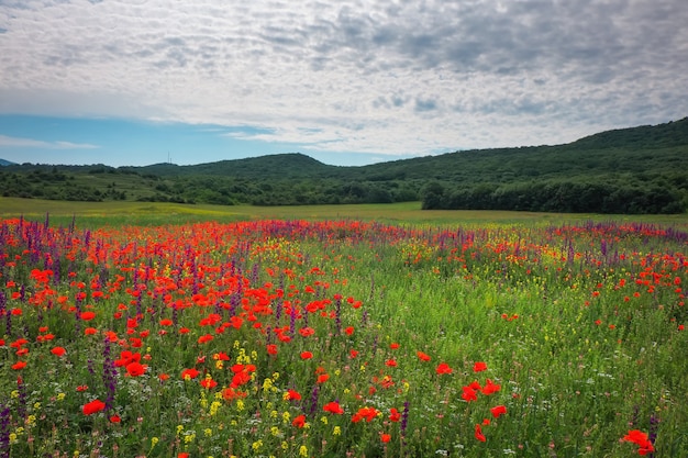 Fleurs de printemps dans le champ. Beau paysage. Composition de la nature