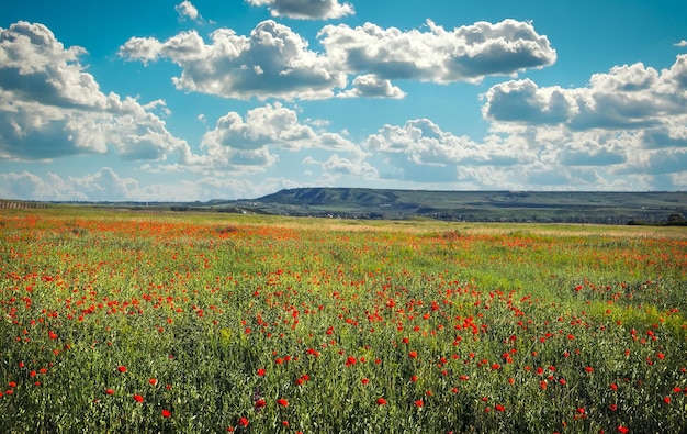 Fleurs de printemps dans le champ Beau paysage Composition de la nature