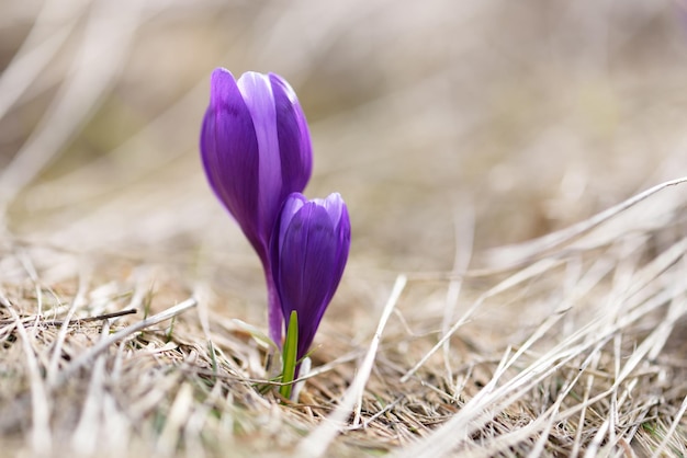 Fleurs de printemps dans l'herbe