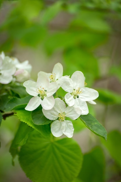 Fleurs de printemps dans le jardin belles fleurs d'un pommier