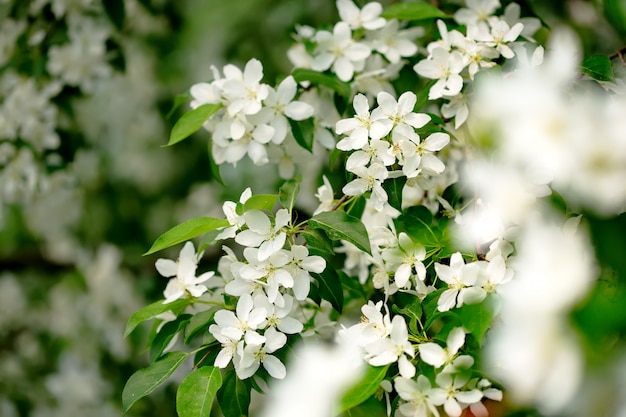 Fleurs de printemps dans le jardin close-up