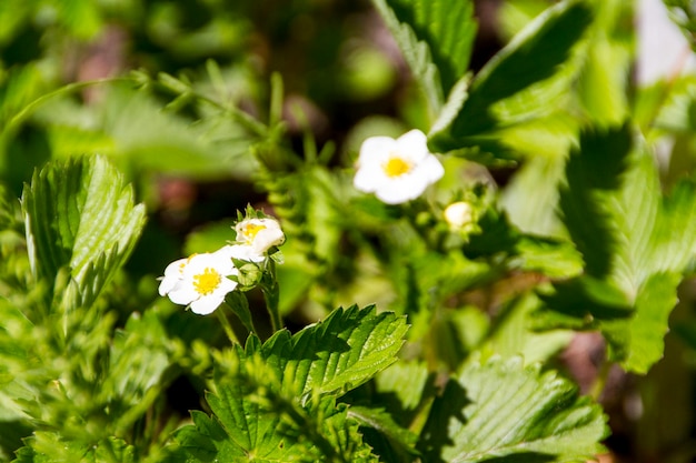 Fleurs de printemps dans le jardin