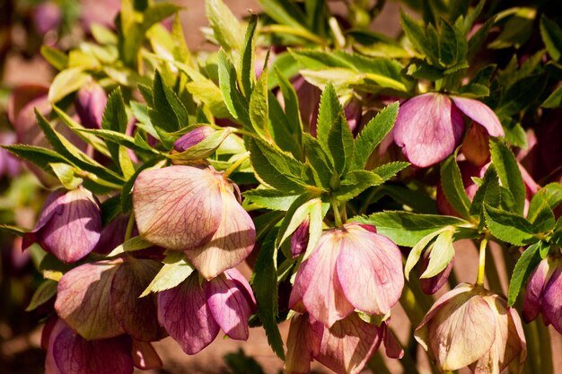 Fleurs de printemps dans le jardin.