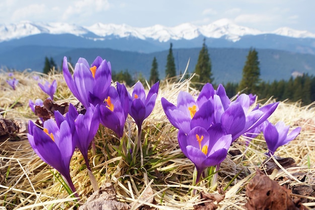 Fleurs de printemps dans les montagnes