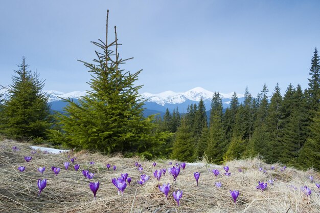 Des fleurs de printemps dans les montagnes