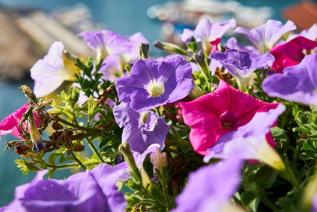 Fleurs de printemps dans la nature