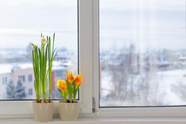 Fleurs de printemps dans des pots de fleurs sur le rebord de la fenêtre dans la ville enneigée