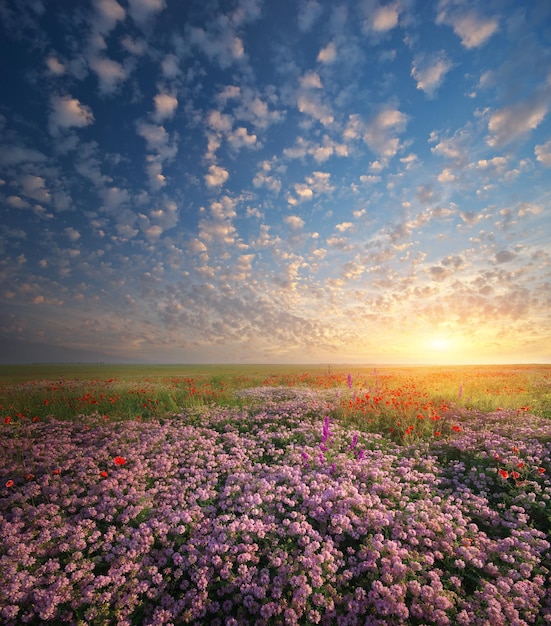 Fleurs de printemps dans le pré Beaux paysages