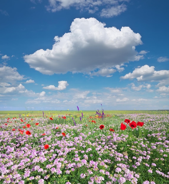 Fleurs de printemps dans le pré