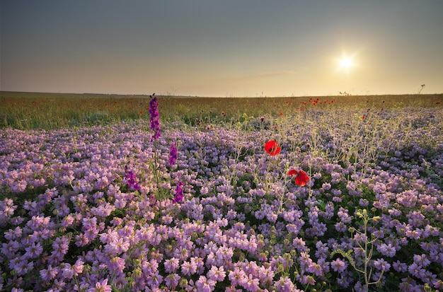 Fleurs de printemps dans le pré