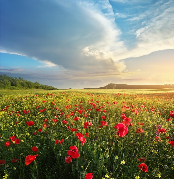 Fleurs de printemps dans le pré