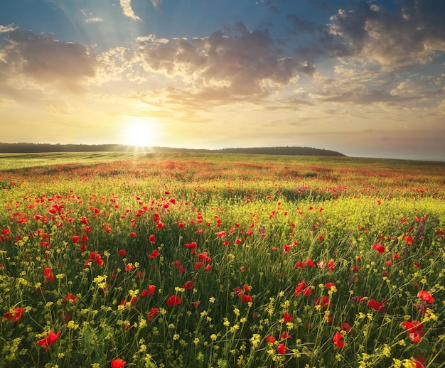 Fleurs de printemps dans le pré