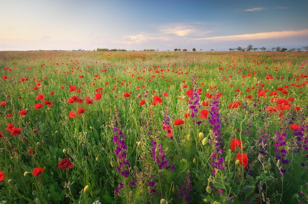 Fleurs de printemps dans le pré