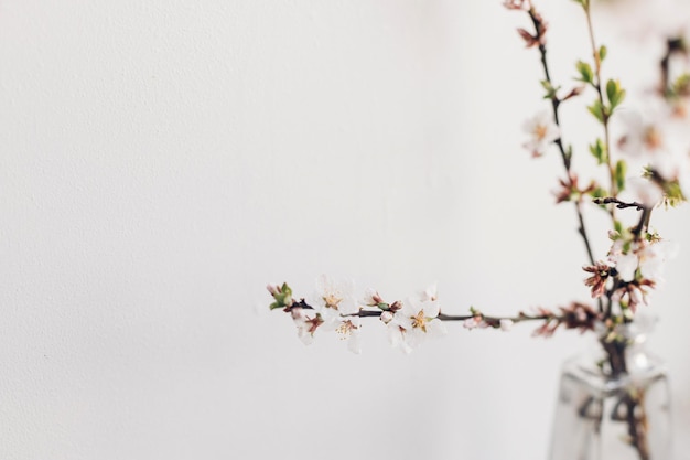 Fleurs de printemps dans un vase en verre nature morte Branche de cerisier en fleurs contre un mur blanc Campagne simple décor de maison Espace pour le texte