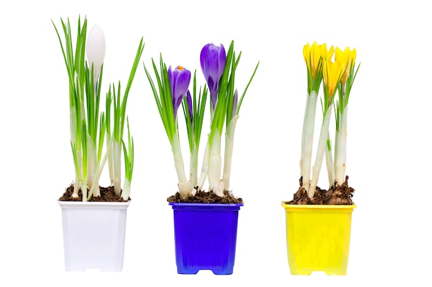 Fleurs de printemps dans des vases et pot, isolés sur blanc