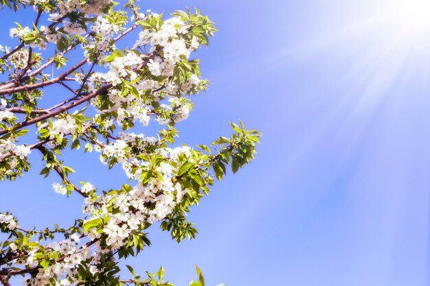 Photo fleurs de printemps du cerisier