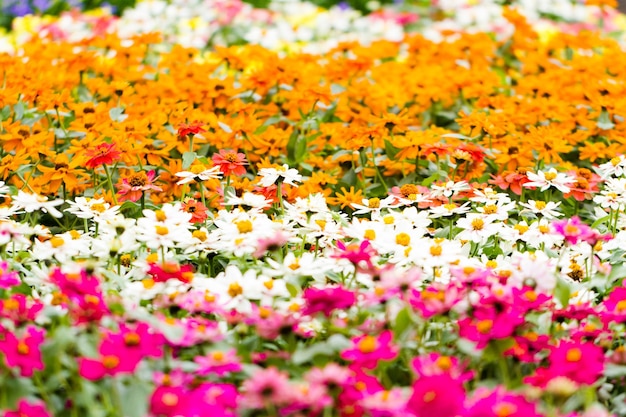 Fleurs de printemps exposées à la pépinière locale.