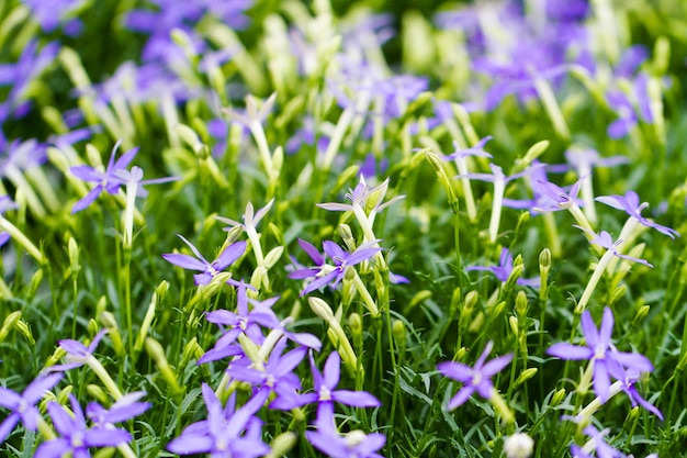 Fleurs de printemps exposées à la pépinière locale.