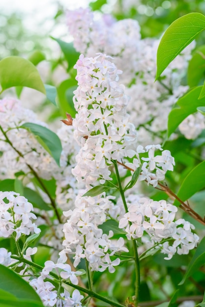 Fleurs de printemps en fleurs Belles fleurs en fleurs de lilas Le concept de printemps Les branches de lilas sur un arbre dans un jardin