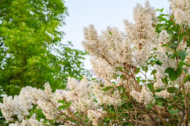 Fleurs de printemps en fleurs Belles fleurs en fleurs de lilas Concept de printemps Les branches de lilas sur un arbre dans un jardin