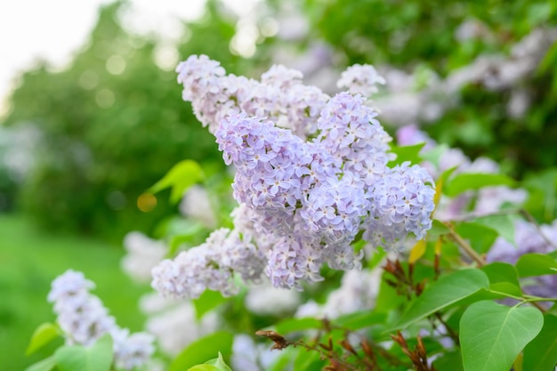 Fleurs de printemps en fleurs. Belles fleurs à fleurs de lilas. La notion de printemps. Les branches de lilas sur un arbre dans un jardin.