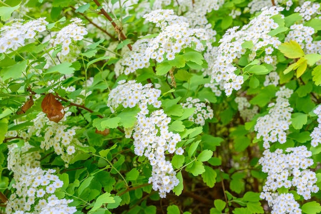 Fleurs de printemps en fleurs Lobularia maritima fleurs Alyssum maritimum Sweet Alyssum Sweet Alison est une espèce de plante à fleurs à faible croissance