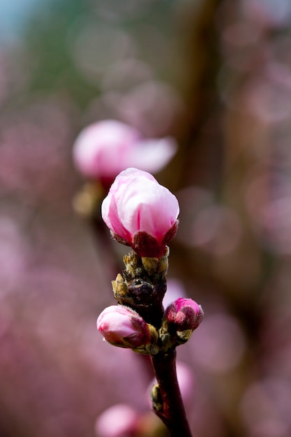 Fleurs de printemps, fleurs de pêches roses.