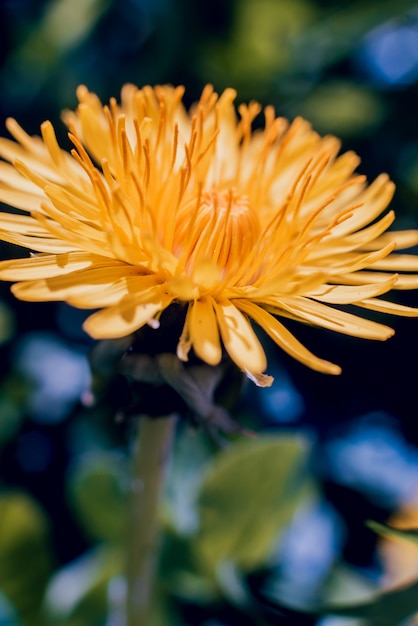 Fleurs de printemps avec flou