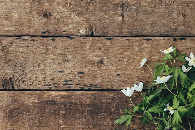 Fleurs de printemps sur fond de bois rustique mise à plat des fleurs d'anémone des bois bannière campagne simple Espace pour le texte Bonjour printemps