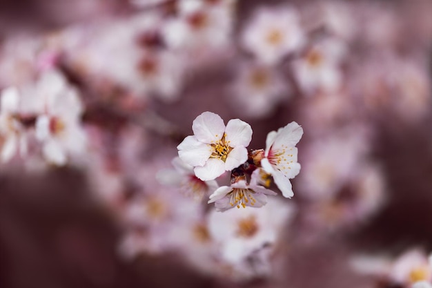 Fleurs de printemps avec fond estompé