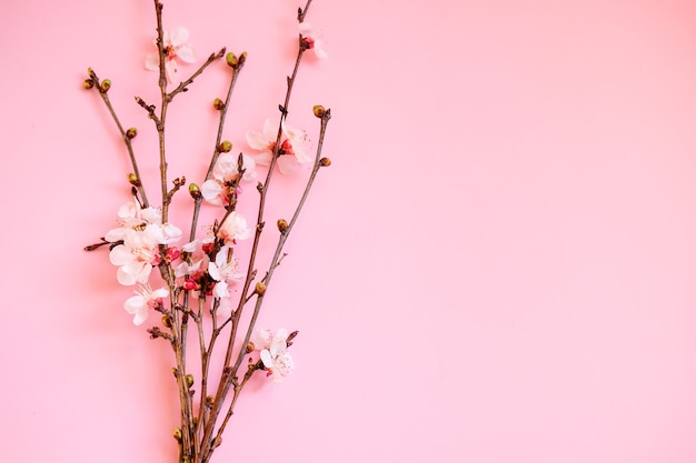 Fleurs de printemps sur fond rose