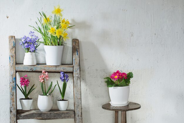 Fleurs de printemps sur fond vieux mur blanc