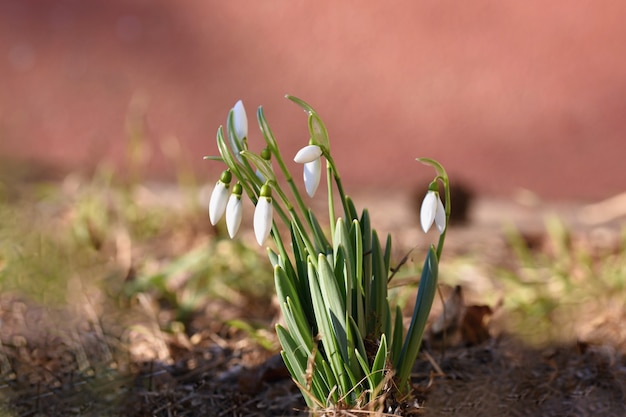 Fleurs de printemps - gouttes de neige. Magnifiquement fleurissant dans l&#39;herbe au coucher du soleil. Amaryllidaceae - Galanthus nivalis