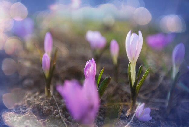 Fleurs de printemps, gros plan