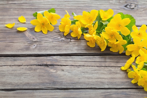 Fleurs de printemps jaune sur fond de bois foncé