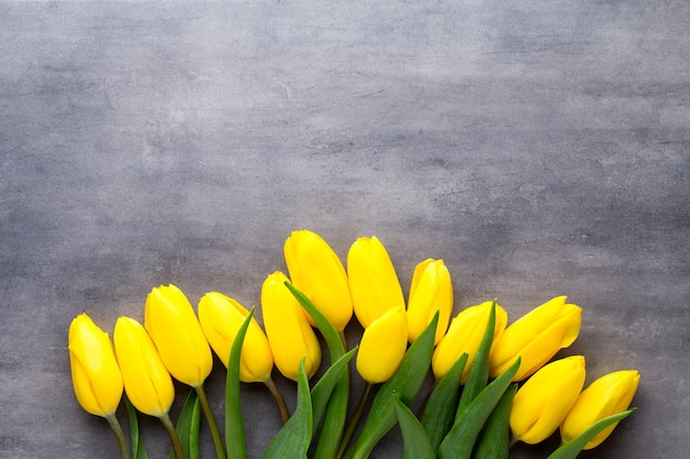 Fleurs de printemps jaune, tulipe sur gris