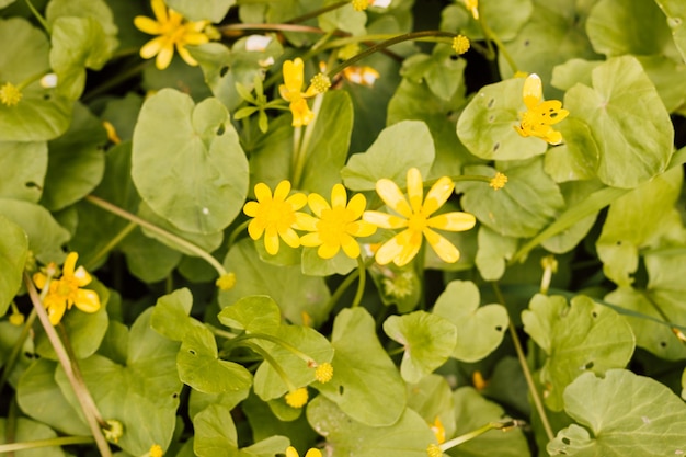 Photo fleurs de printemps jaunes dans un pré par une journée ensoleillée