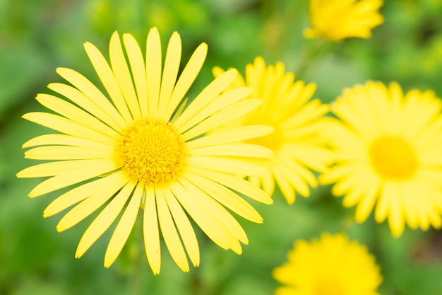 Fleurs de printemps jaunes sur fond jaune Fleurs sous la forme d'un arrière-plan fond de printemps