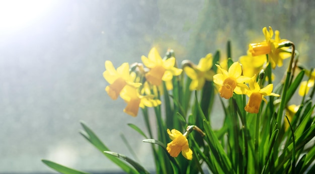 Fleurs de printemps jonquilles jaunes sur fond flou