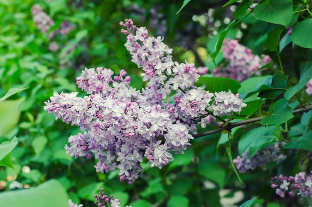 Fleurs de printemps lilas