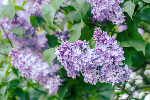 Fleurs de printemps lilas