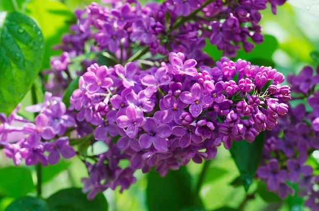 Fleurs de printemps lilas