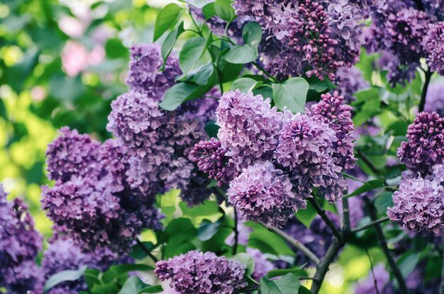 Fleurs de printemps lilas