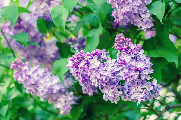 Fleurs de printemps lilas