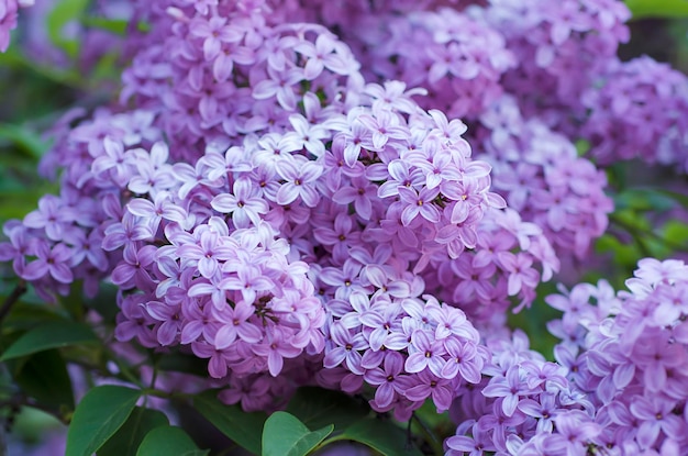 Fleurs de printemps lilas