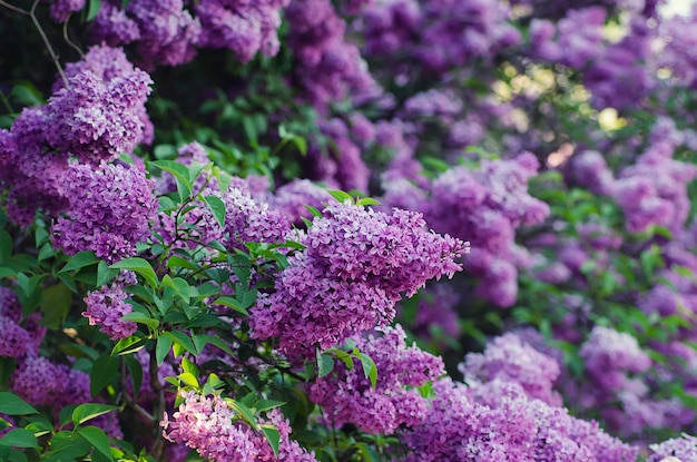 Fleurs de printemps lilas