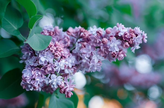 Fleurs de printemps lilas