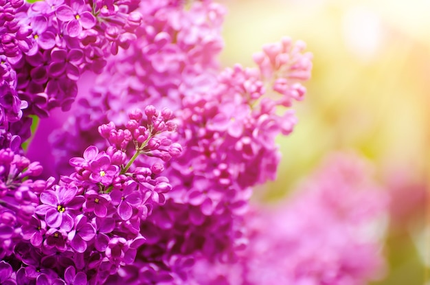 Fleurs de printemps lilas