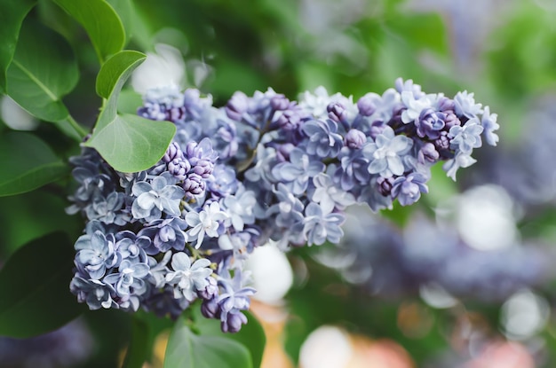 Fleurs de printemps lilas