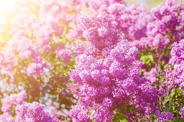 Fleurs de printemps lilas